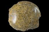 Polished Fossil Coral (Actinocyathus) Head - Morocco #159283-2